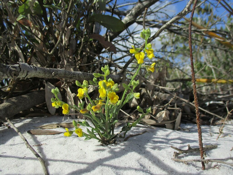 Avon Park Rattlebox