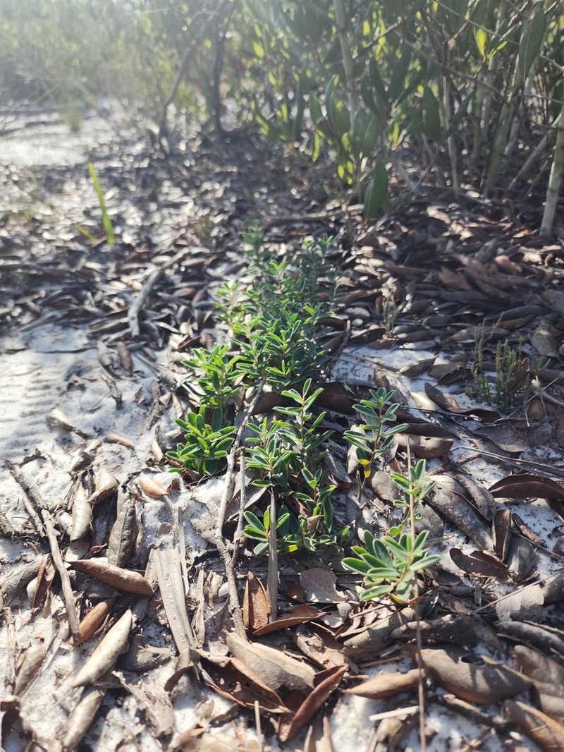 Avon Park Rattlebox photo 6