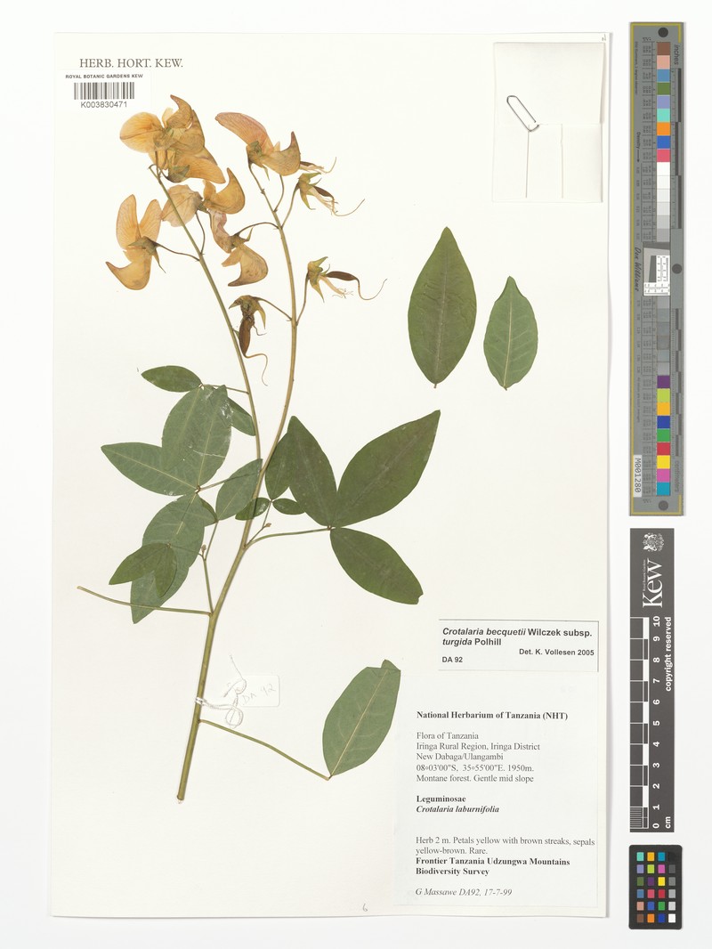 Crotalaria becquetii subsp. becquetii