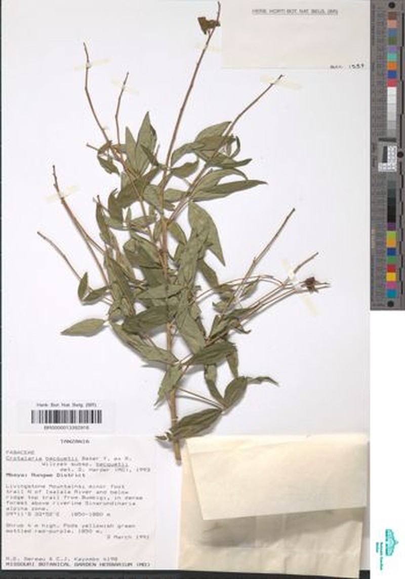 Crotalaria becquetii subsp. becquetii photo 2