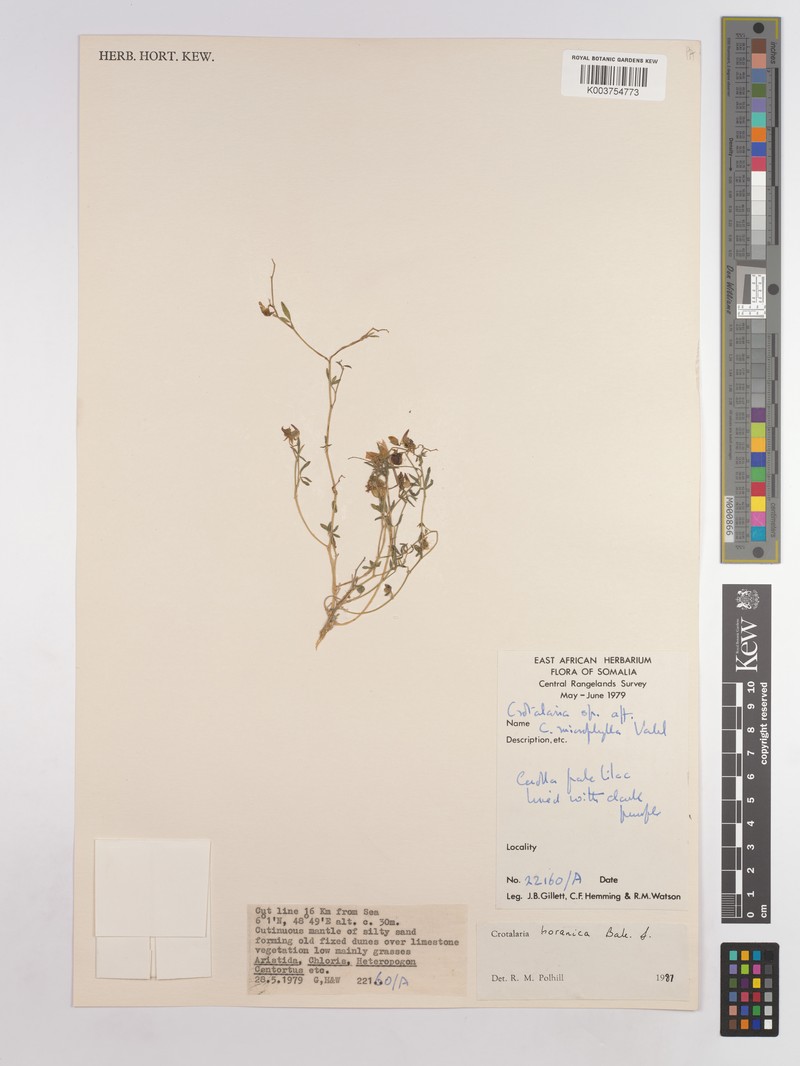 Crotalaria boranica subsp. boranica