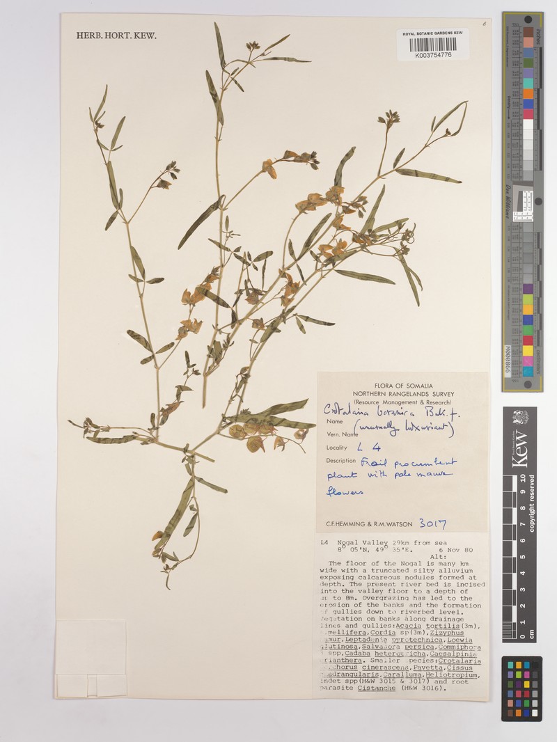 Crotalaria boranica subsp. boranica photo 2