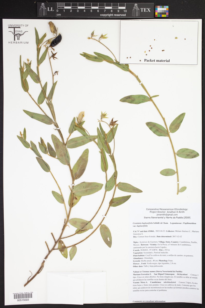 Crotalaria bupleurifolia var. bupleurifolia