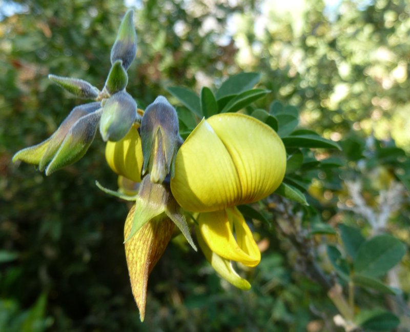 Crotalaria capensis