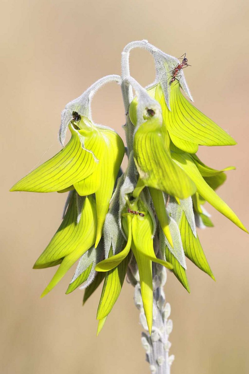 Birdflower