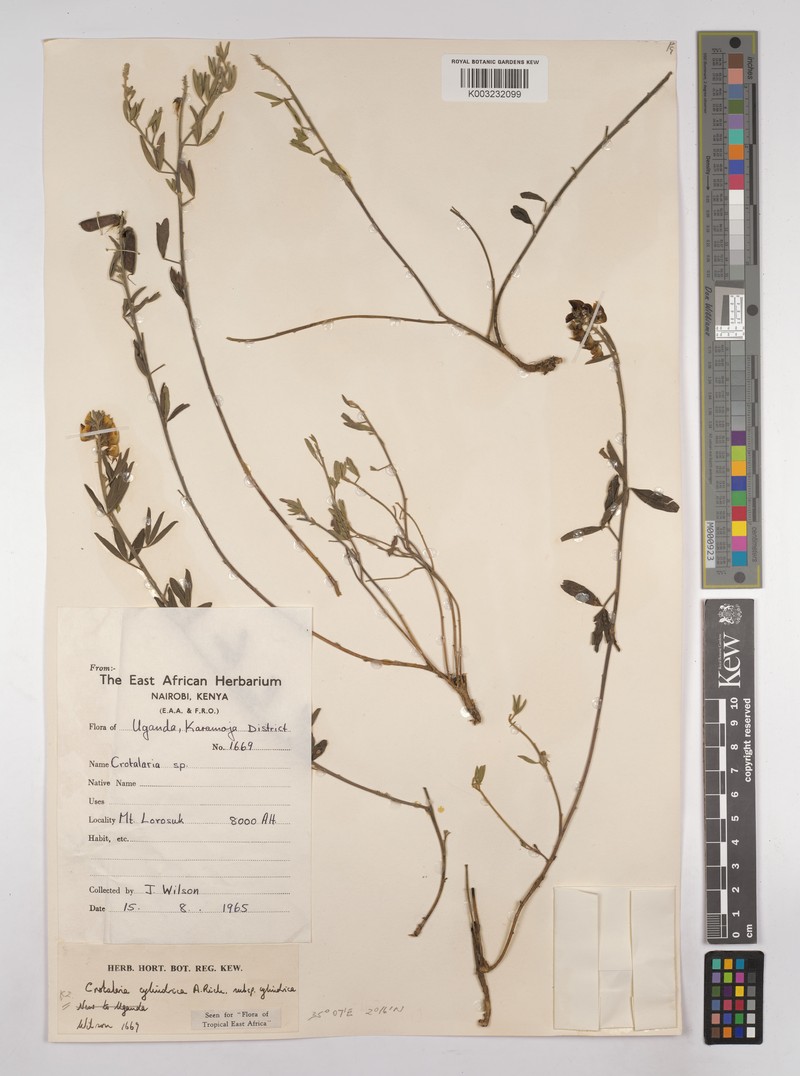 Crotalaria cylindrica subsp. cylindrica