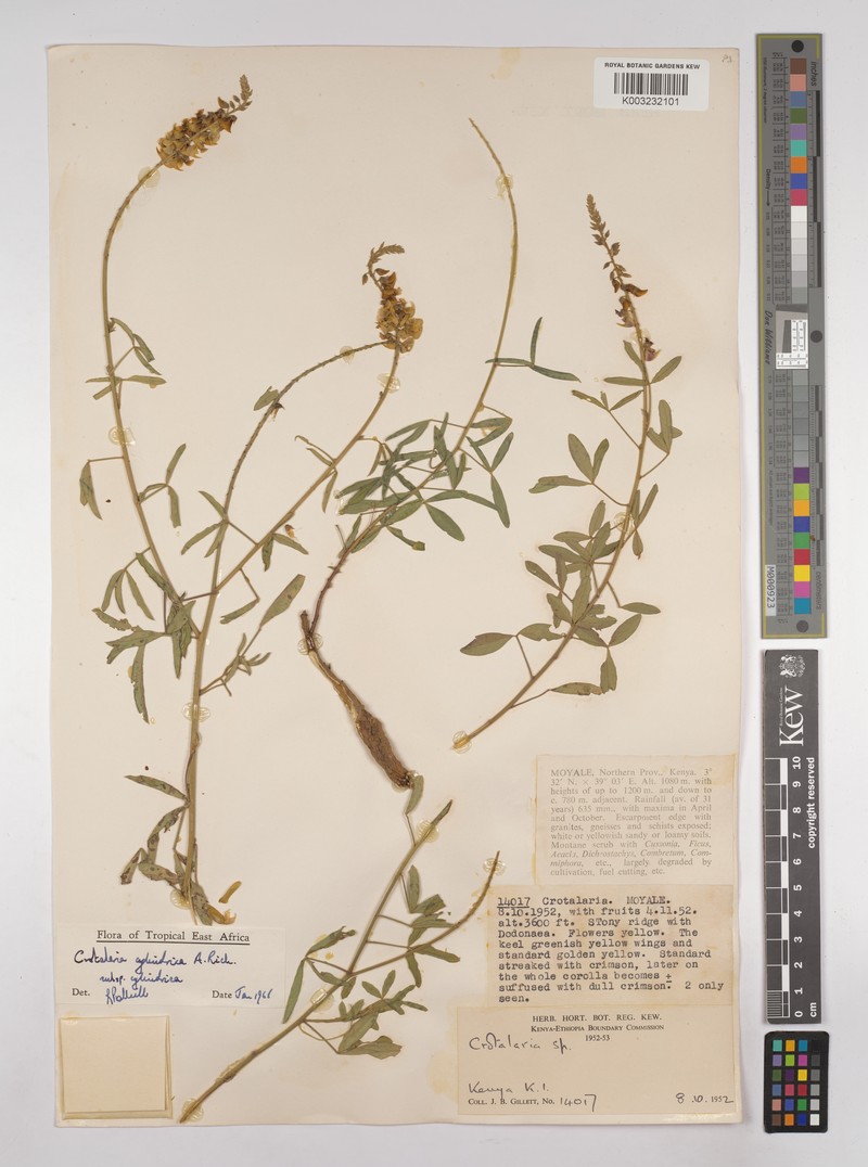 Crotalaria cylindrica subsp. cylindrica photo 2