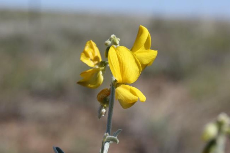 Crotalaria dissitiflora subsp. dissitiflora