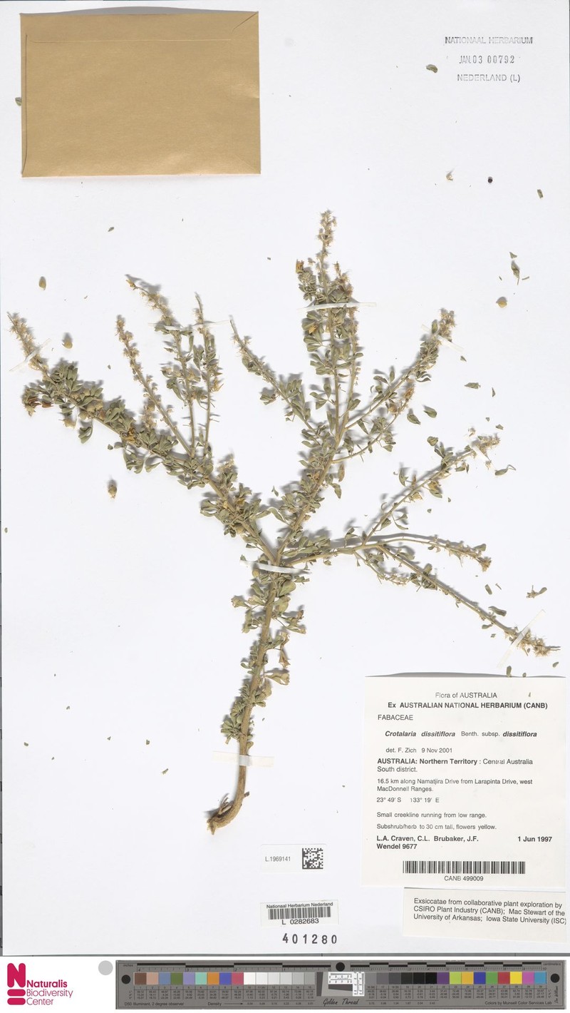 Crotalaria dissitiflora subsp. dissitiflora photo 2