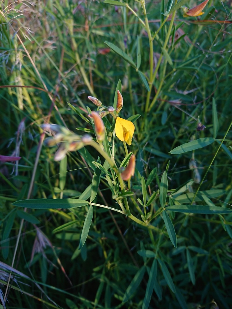 Crotalaria distans subsp. distans