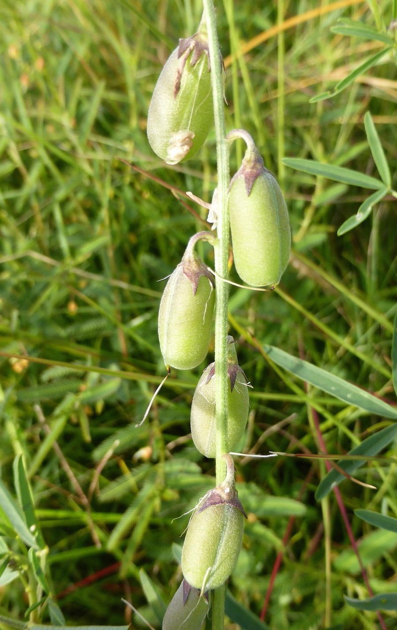 Crotalaria distans subsp. distans photo 2