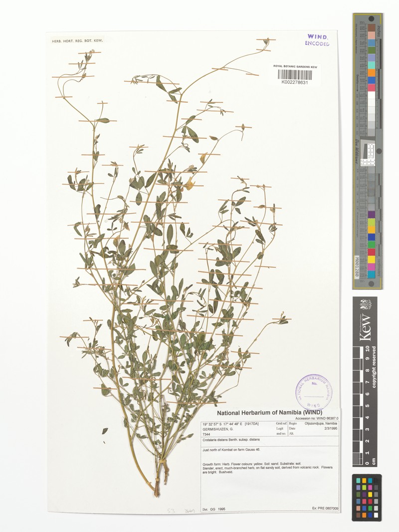 Crotalaria distans subsp. distans photo 3