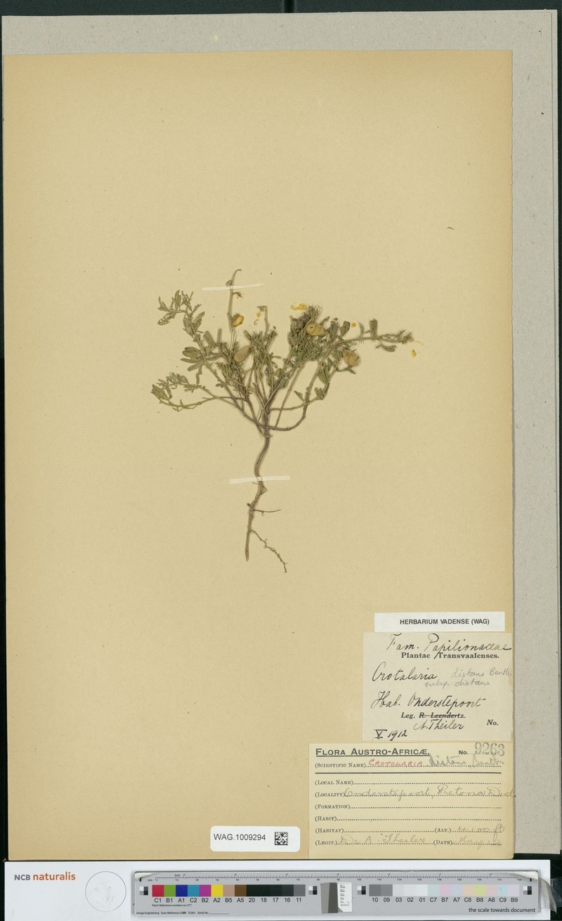 Crotalaria distans subsp. distans photo 4