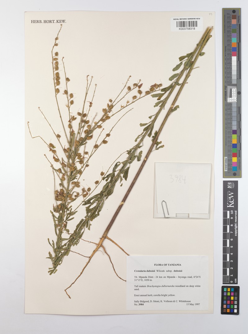 Crotalaria duboisii subsp. duboisii