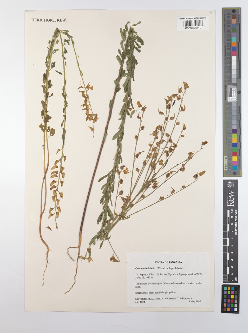 Crotalaria duboisii subsp. duboisii photo 2