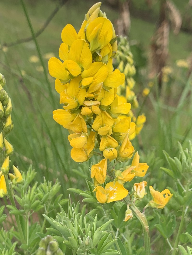 Crotalaria dura subsp. dura