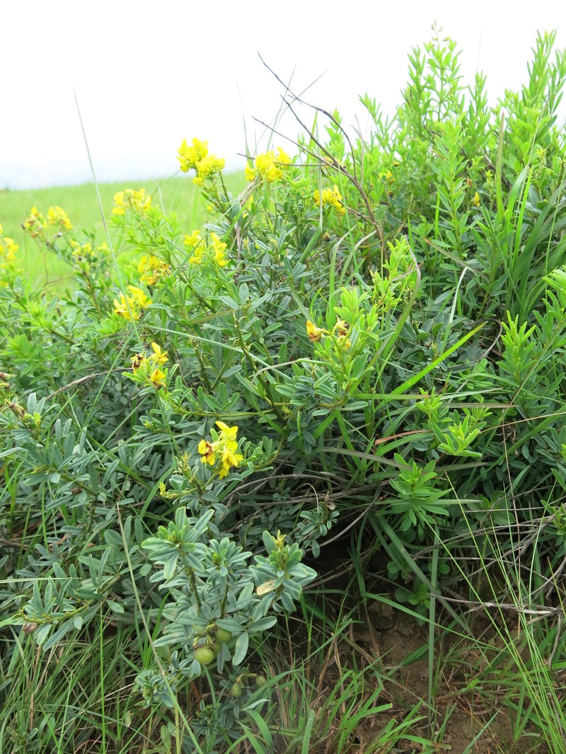 Crotalaria dura subsp. dura photo 3