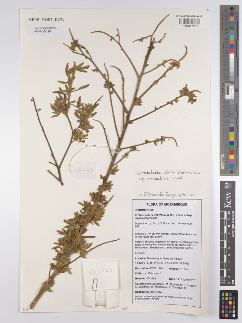 Crotalaria dura subsp. dura photo 4