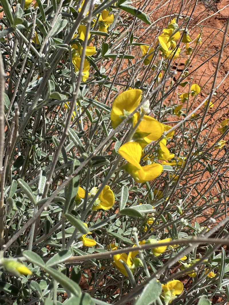 Crotalaria eremaea subsp. eremaea