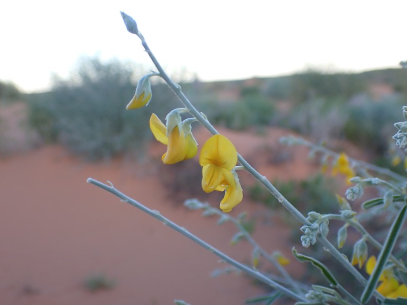 Crotalaria eremaea subsp. eremaea photo 2