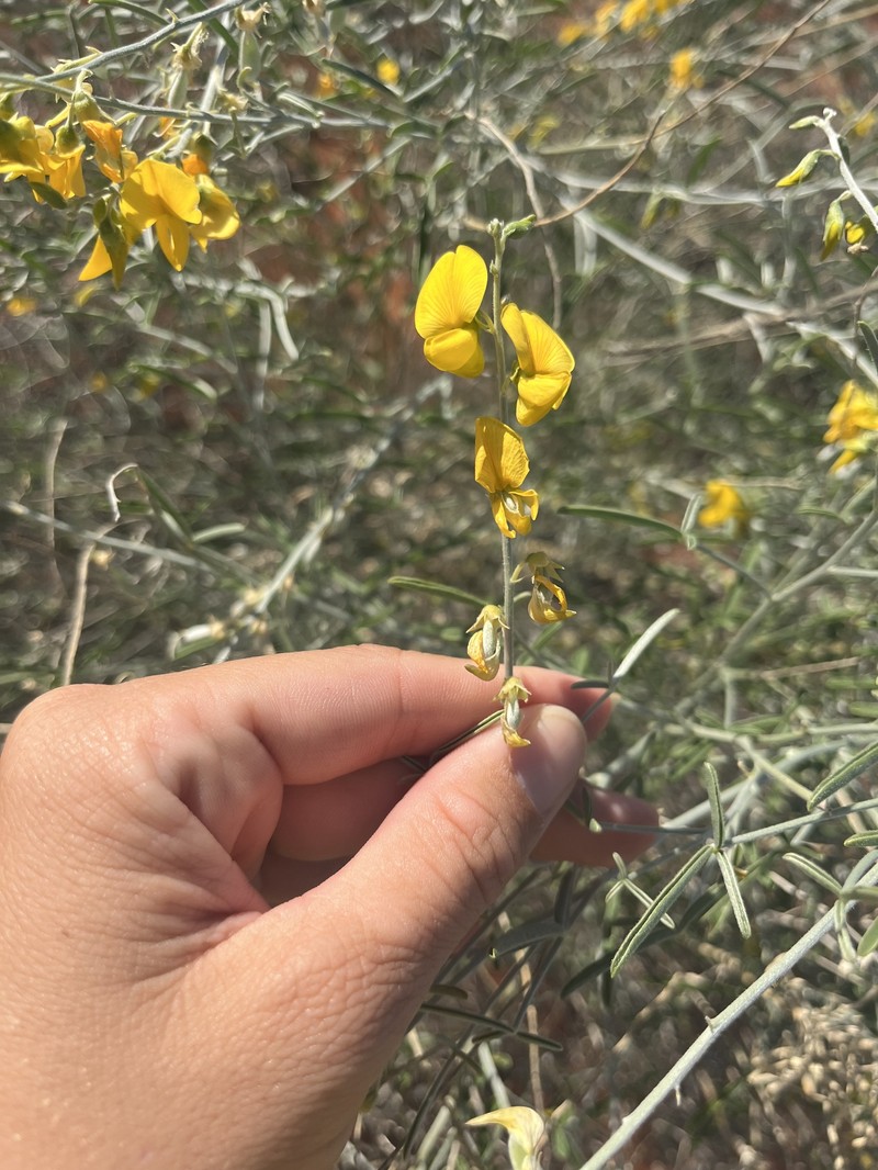 Crotalaria eremaea subsp. eremaea photo 3