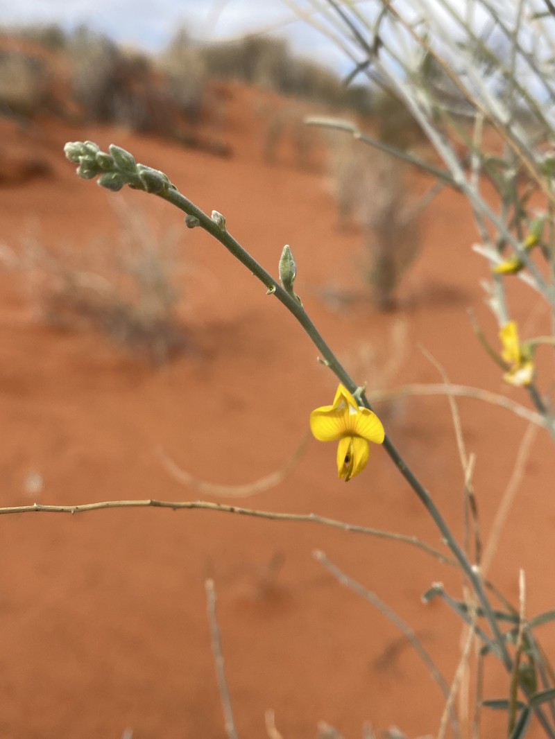 Crotalaria eremaea subsp. eremaea photo 4