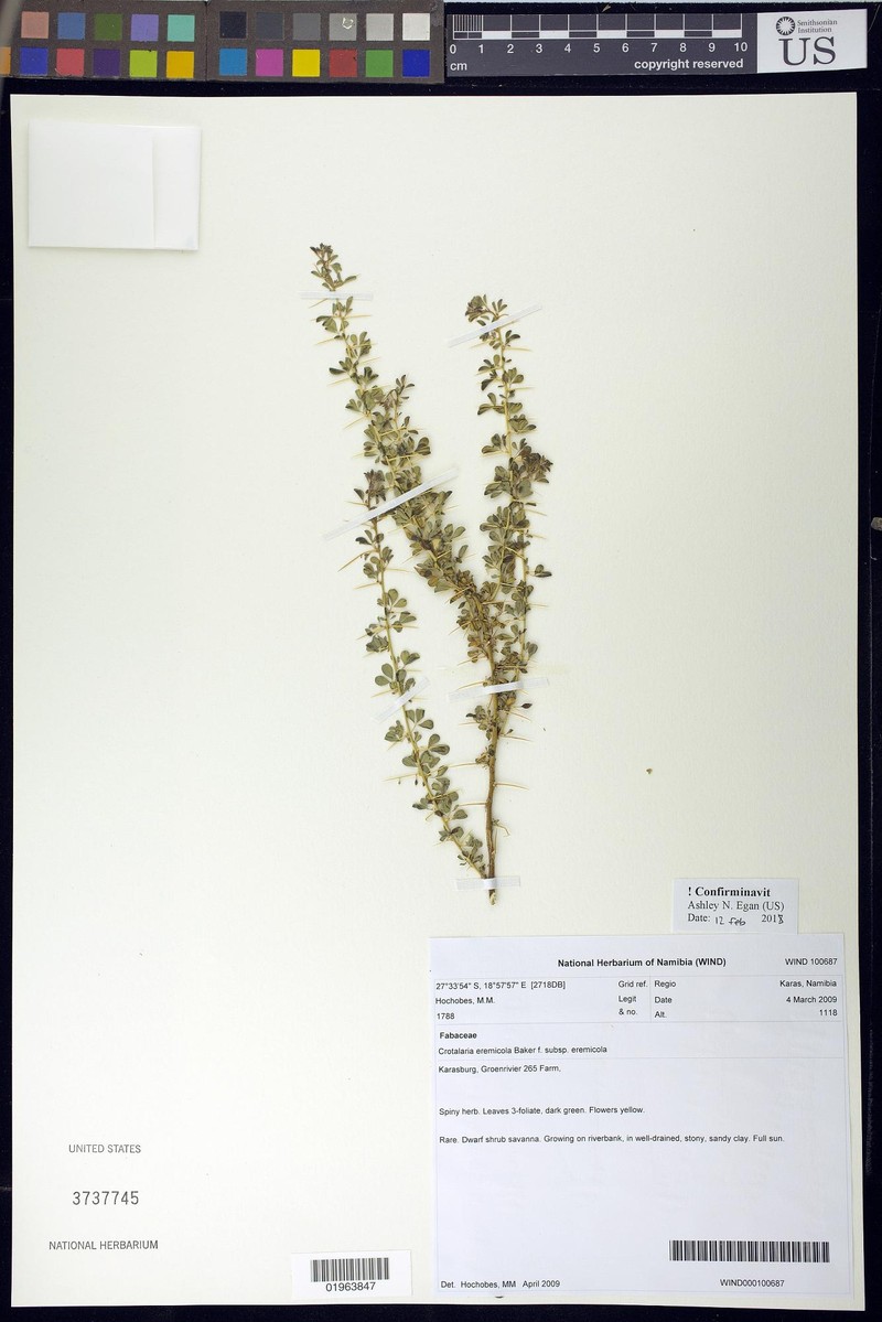Crotalaria eremicola subsp. eremicola