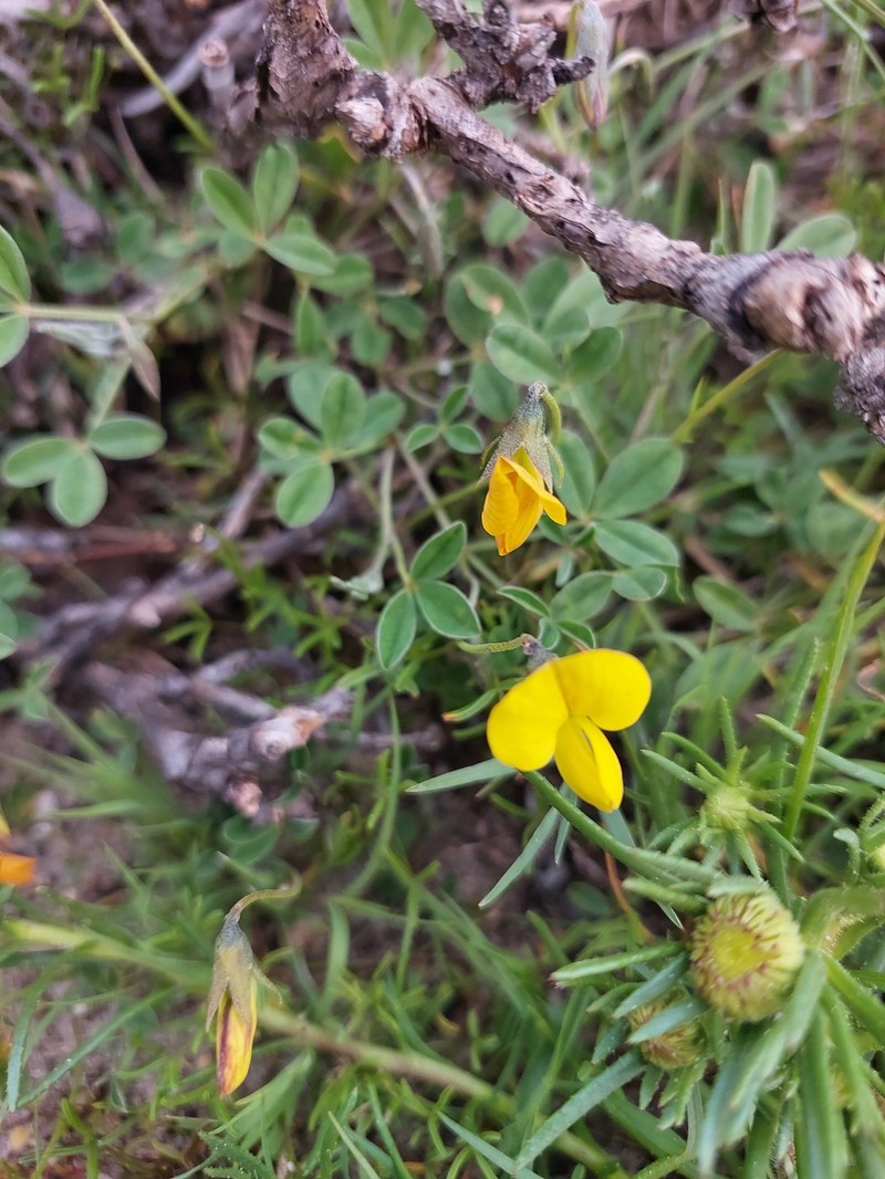 Crotalaria excisa subsp. excisa