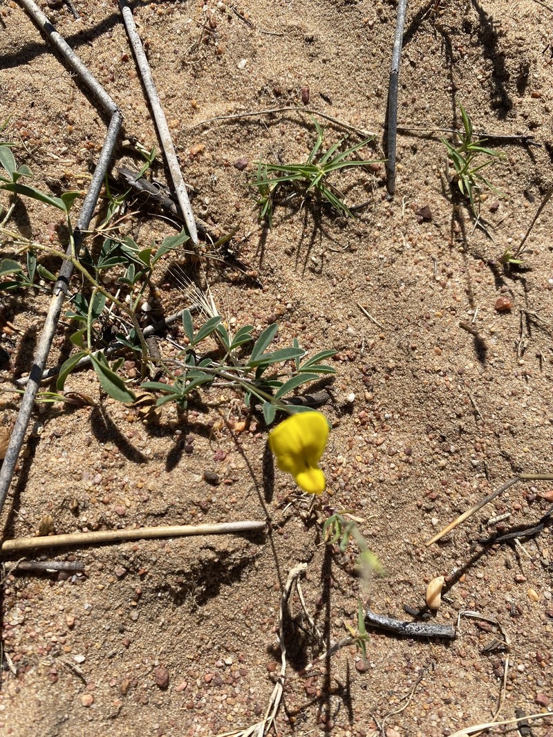 Crotalaria excisa subsp. excisa photo 2