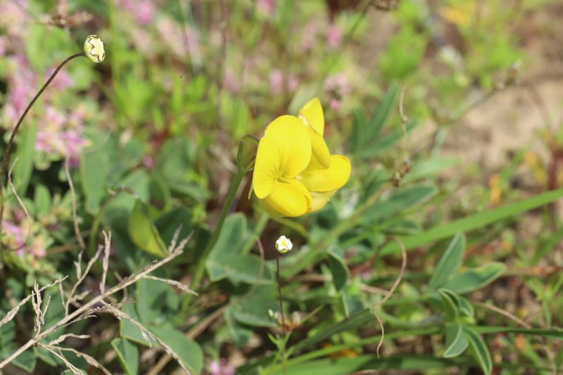 Crotalaria excisa subsp. excisa photo 3