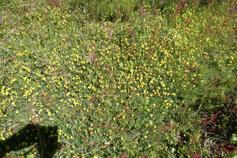 Crotalaria excisa subsp. excisa photo 4