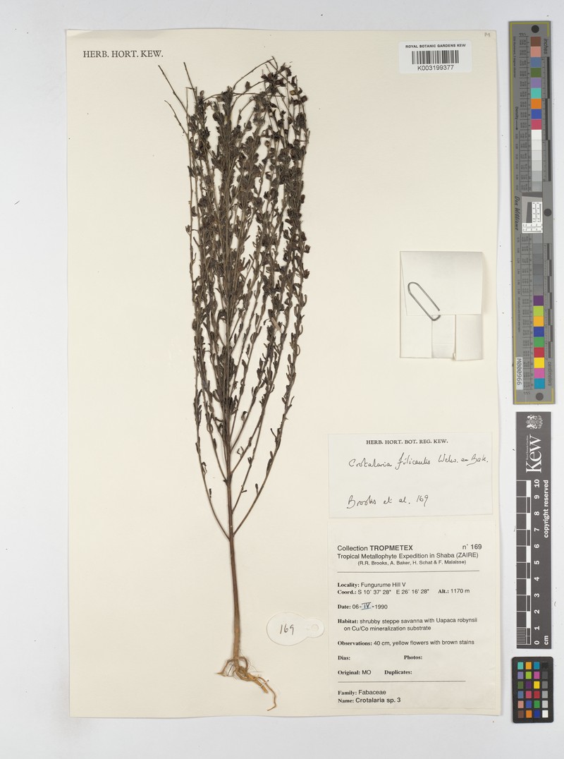 Crotalaria filicaulis var. filicaulis