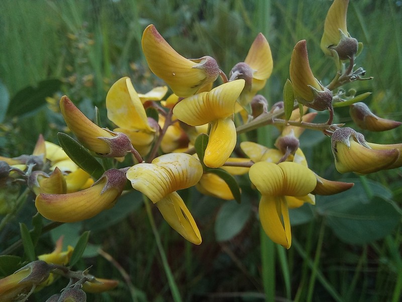 Crotalaria florida var. florida