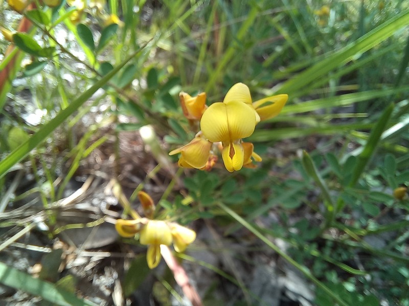 Crotalaria florida var. florida photo 2