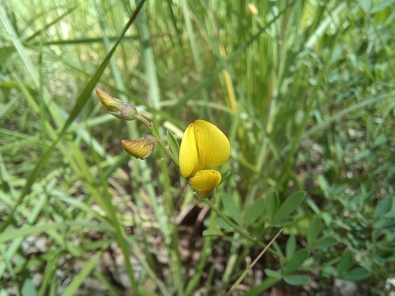 Crotalaria florida var. florida photo 3