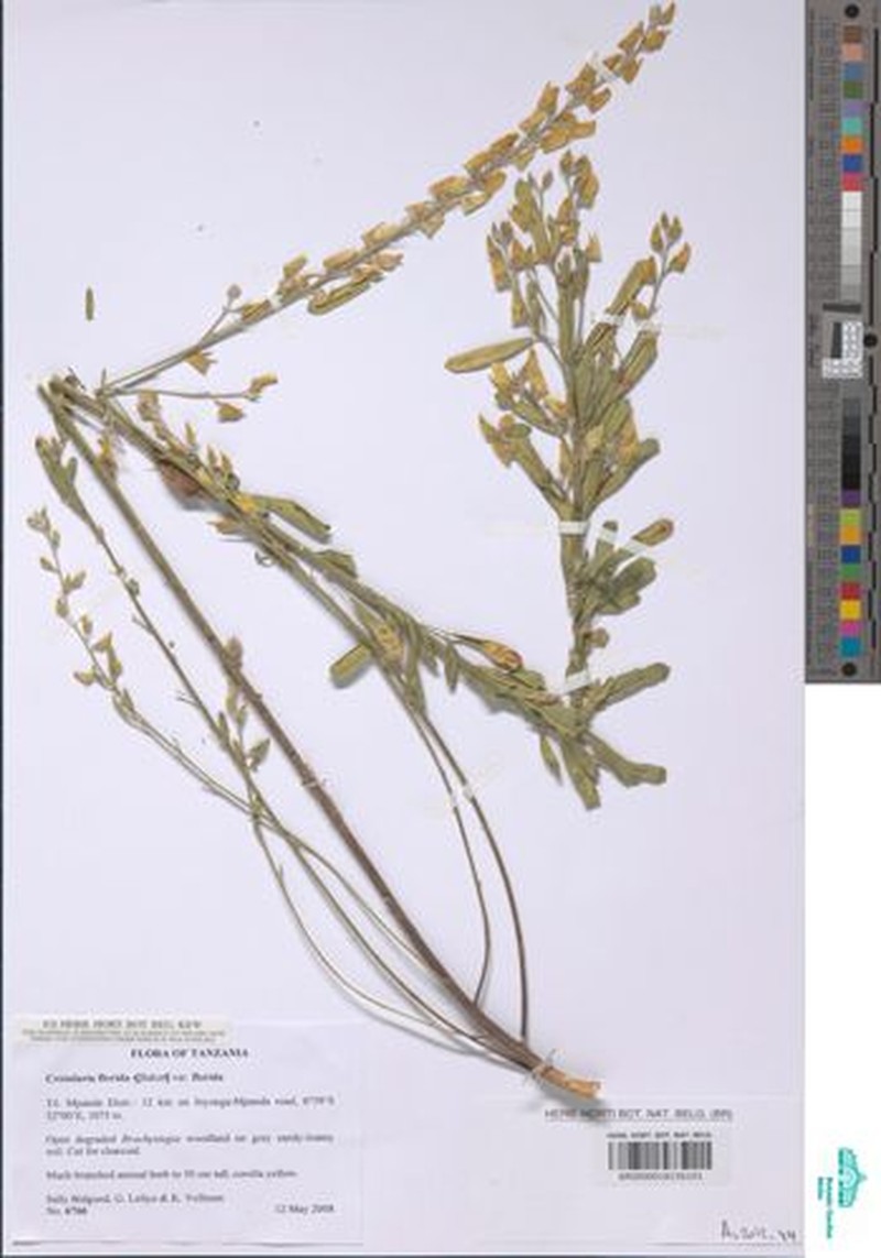 Crotalaria florida var. florida photo 4