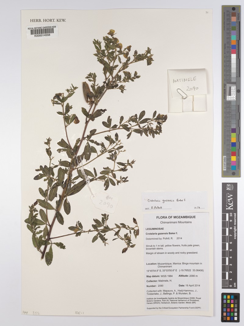 Crotalaria gazensis subsp. gazensis
