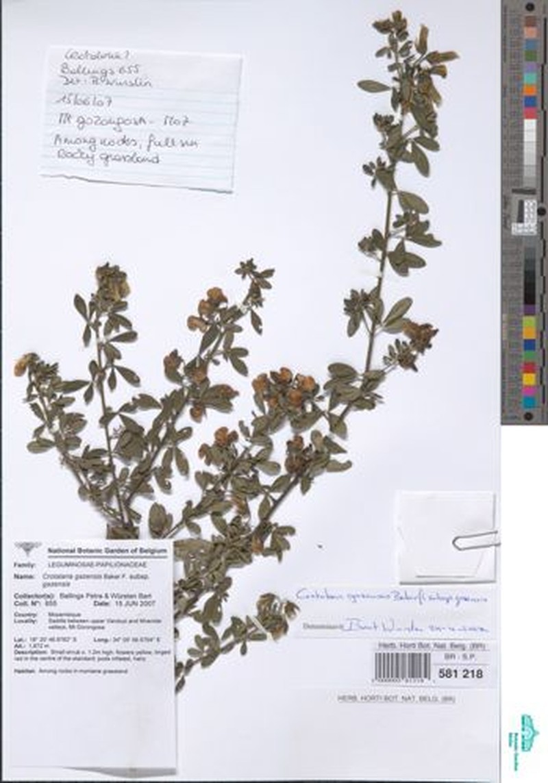 Crotalaria gazensis subsp. gazensis photo 2