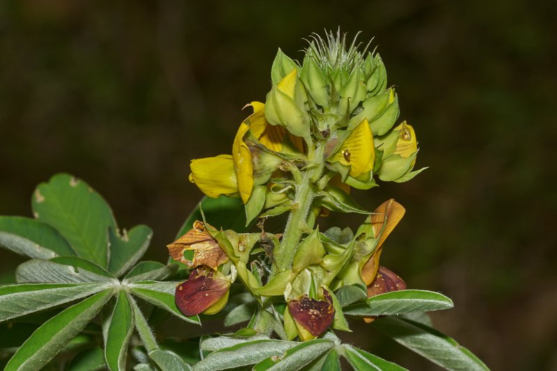 Crotalaria grahamiana