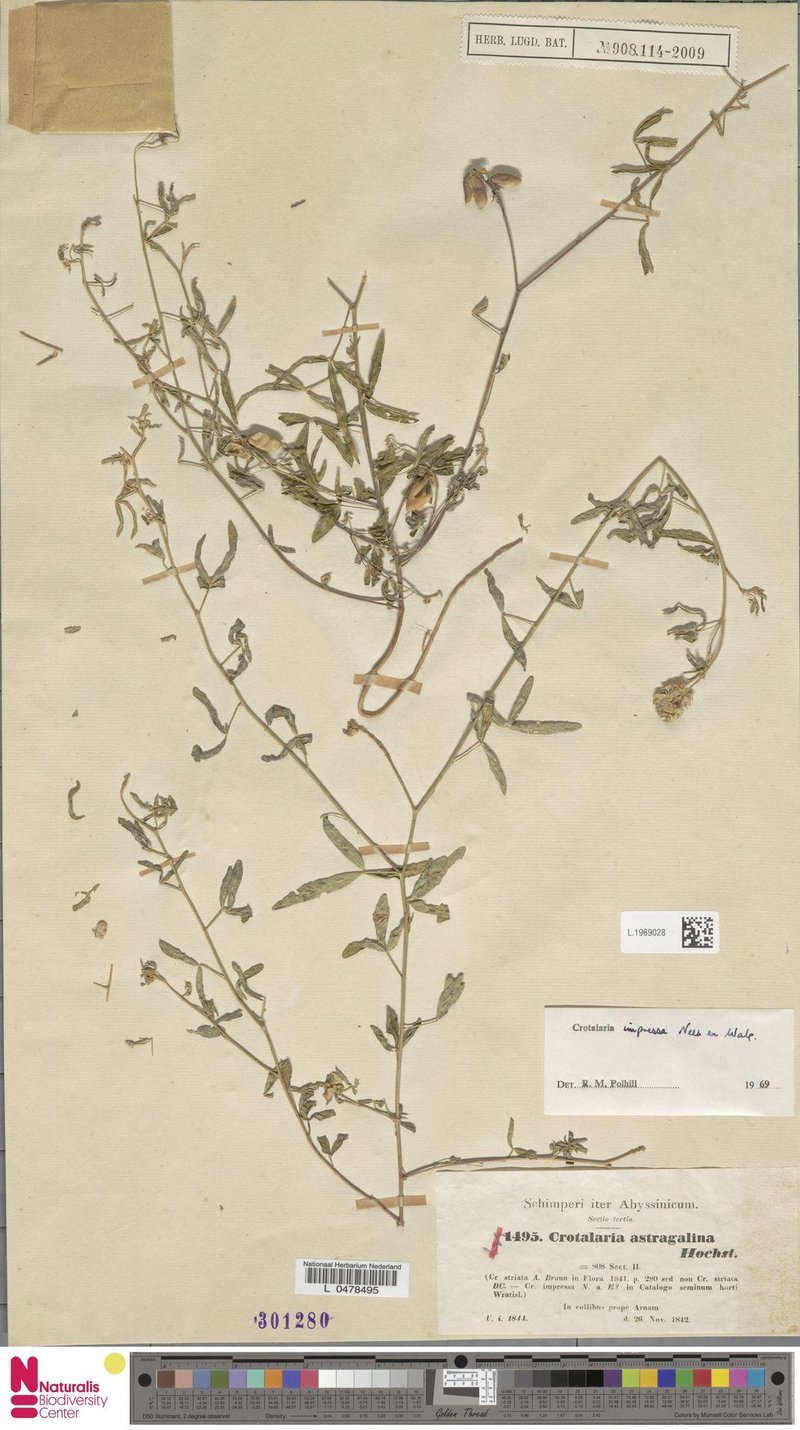 Crotalaria impressa