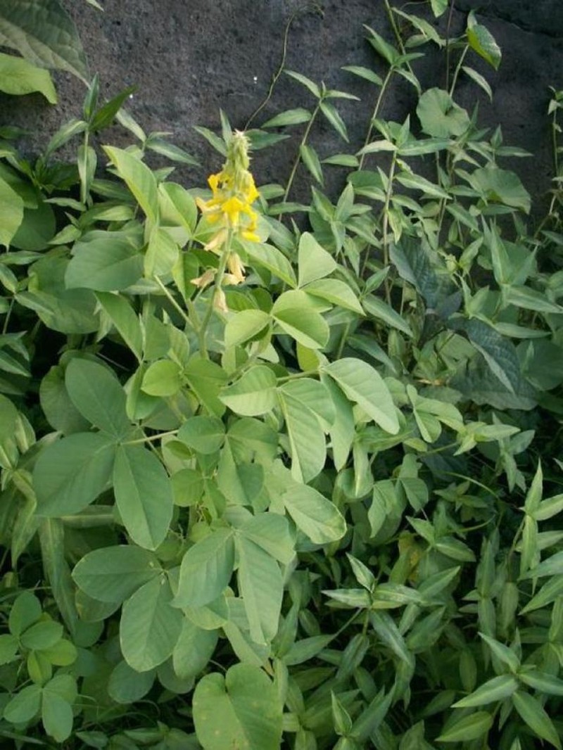 Crotalaria incana subsp. incana