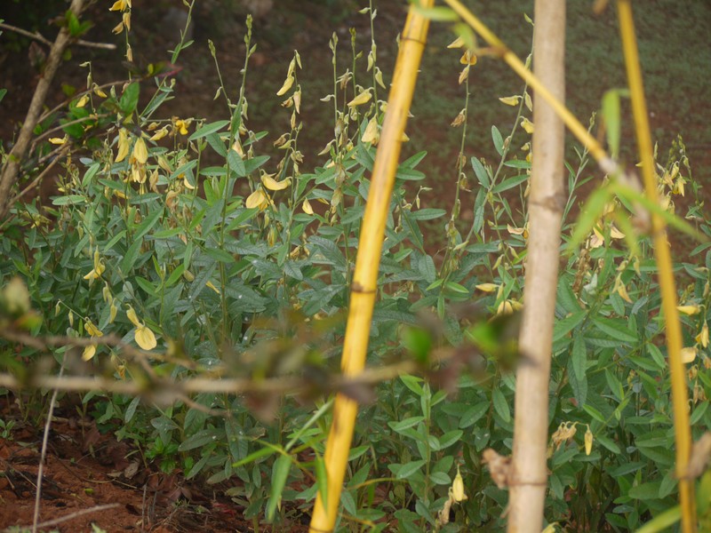 Sunn Hemp photo 4