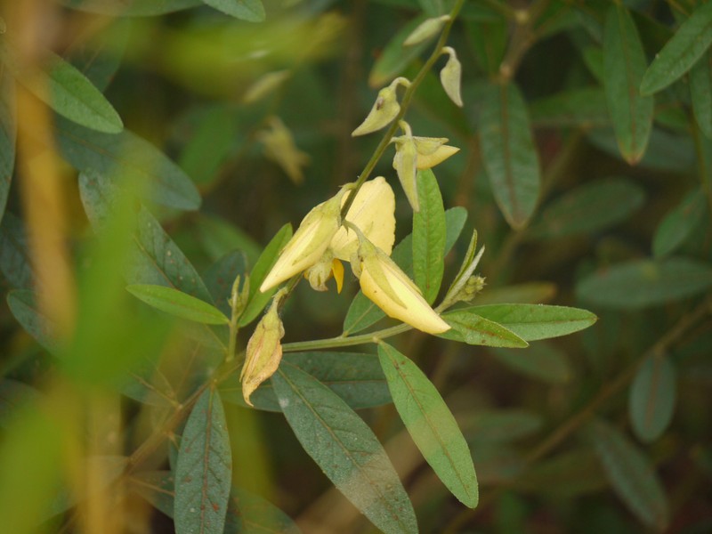 Sunn Hemp photo 5