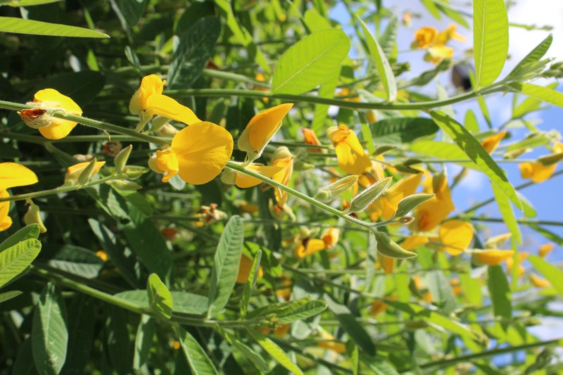 Sunn Hemp photo 7