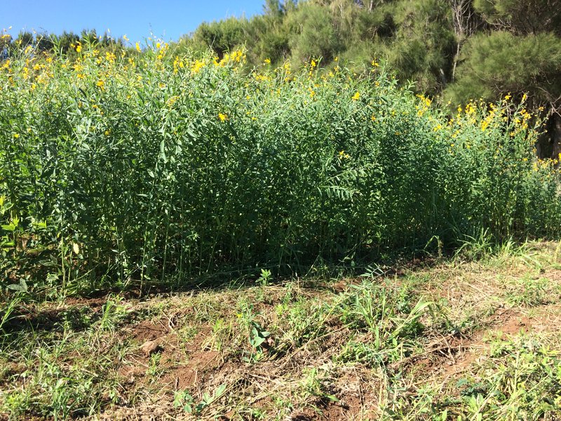 Sunn Hemp photo 8