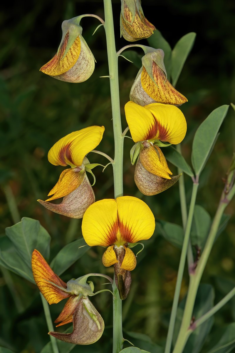 Crotalaria laburnifolia