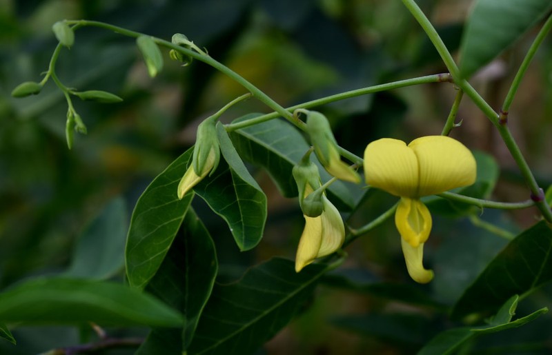 Crotalaria laburnifolia subsp. laburnifolia