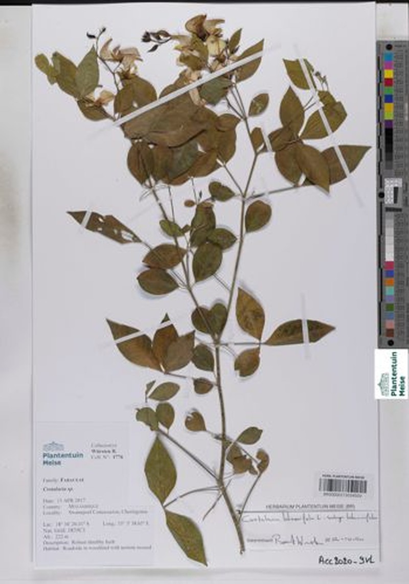 Crotalaria laburnifolia subsp. laburnifolia photo 2