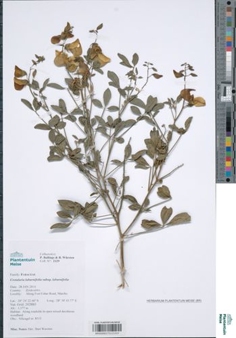 Crotalaria laburnifolia subsp. laburnifolia photo 3