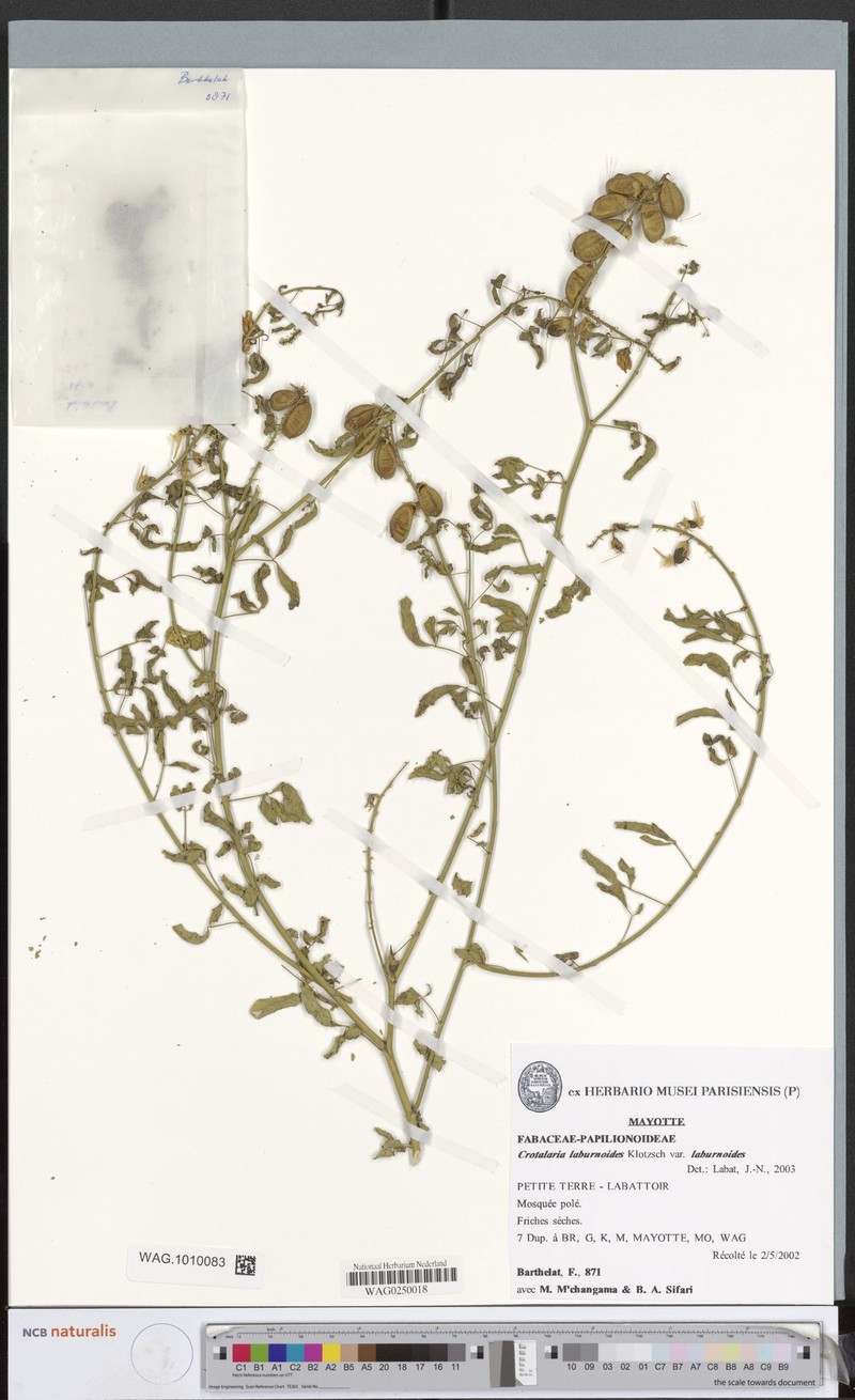 Crotalaria laburnoides var. laburnoides